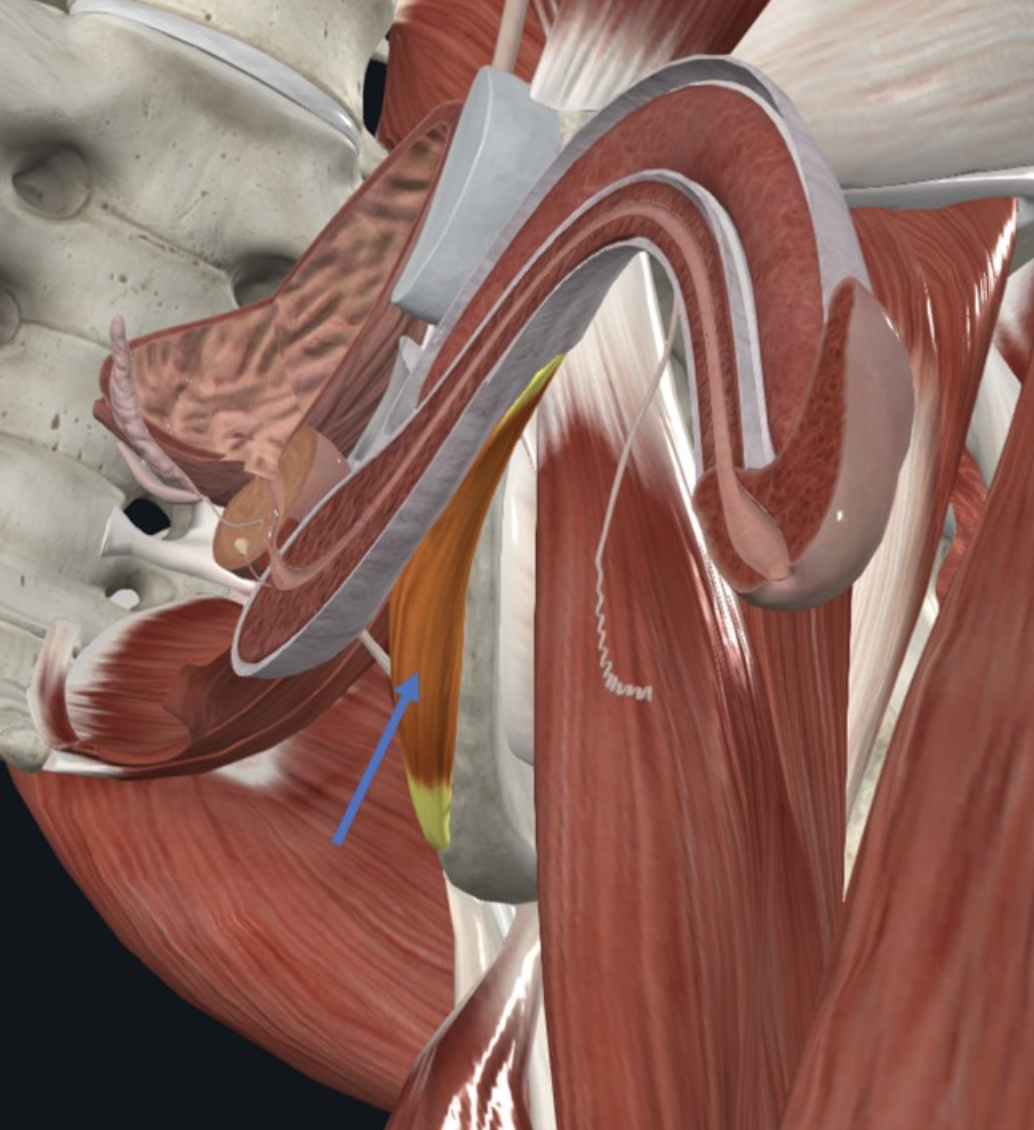 Ischiocavernosus muscle - שריר שלד המכסה על ה־Crus of penis באזור שורש הפין