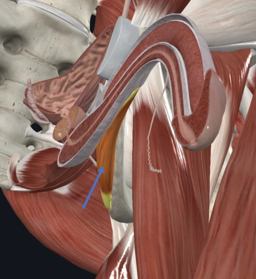 Ischiocavernosus muscle, שריר שלד המכסה על ה־Crus of penis באזור שורש הפין