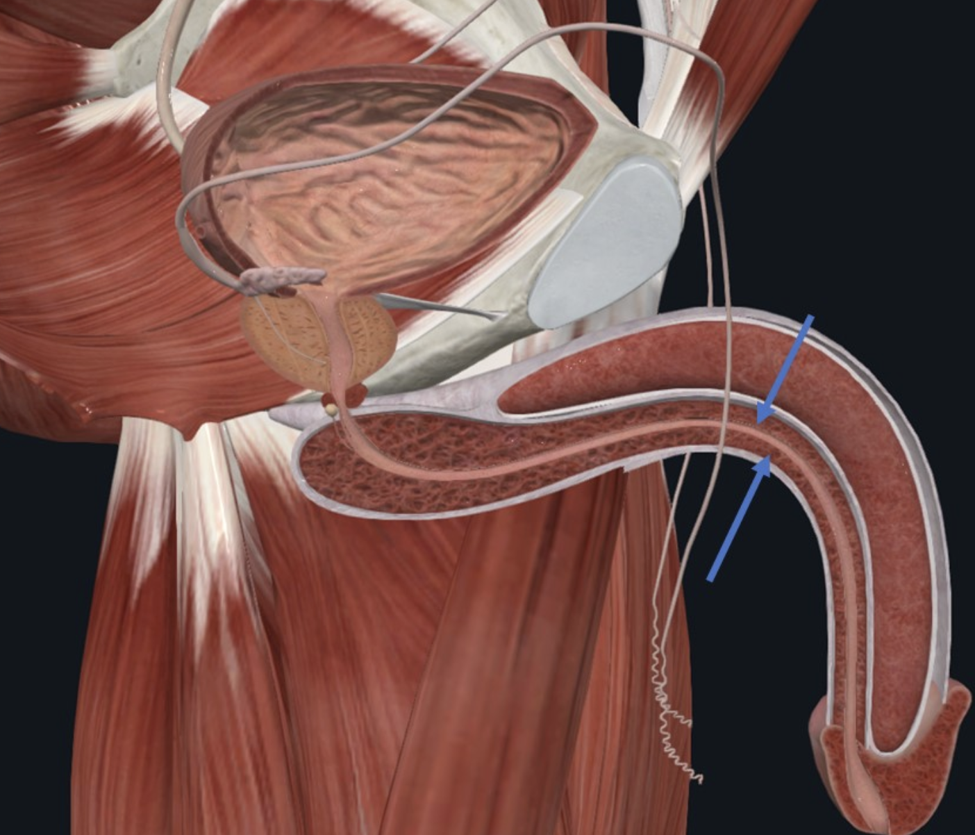 Corpus spongiosum