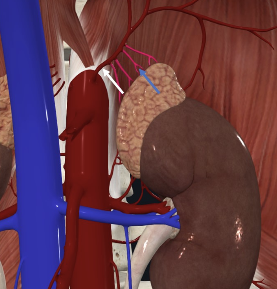 Inferior Phrenic Artery (חץ לבן), מספק את ענפי ה־Superior suprarenal (חץ כחול)