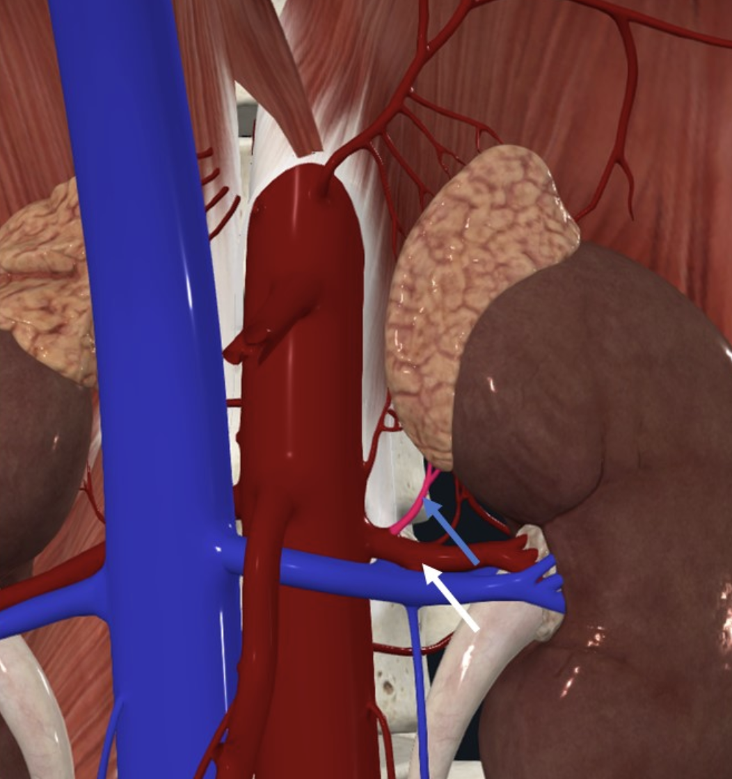 ה־Renal artery (חץ לבן) מספק את ה־Inferior Suprarenal Artery