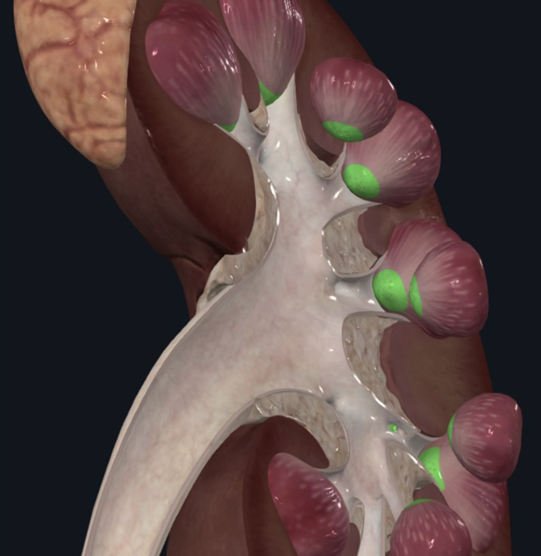Renal Papilla - הפטמה המצויה בקצה כל פרמידה; נראית כמו מסננת ומכילה חרירים רבים המהווים את פתחי ה־Collecting ducts הנפתחים אל ה־Minor calyces