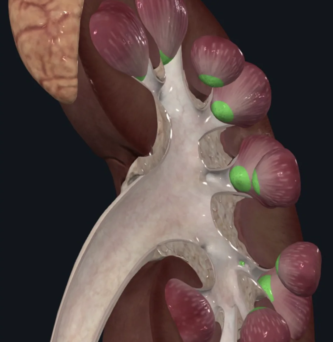Renal Papilla - הפטמה המצויה בקצה כל פרמידה; נראית כמו מסננת ומכילה חרירים רבים המהווים את פתחי ה־Collecting ducts הנפתחים אל ה־Minor calyces