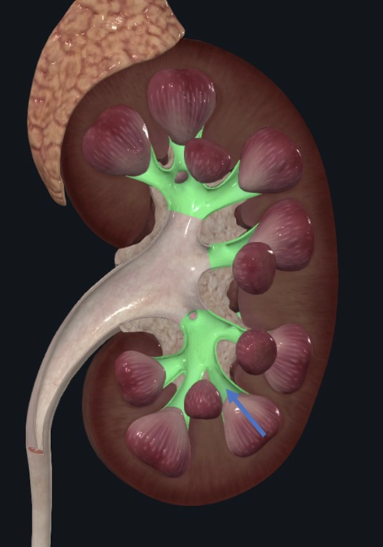Minor Calyces - מקבלים את השתן מה־Renal pyramids ומעברים אותו אל ה־Major calyces