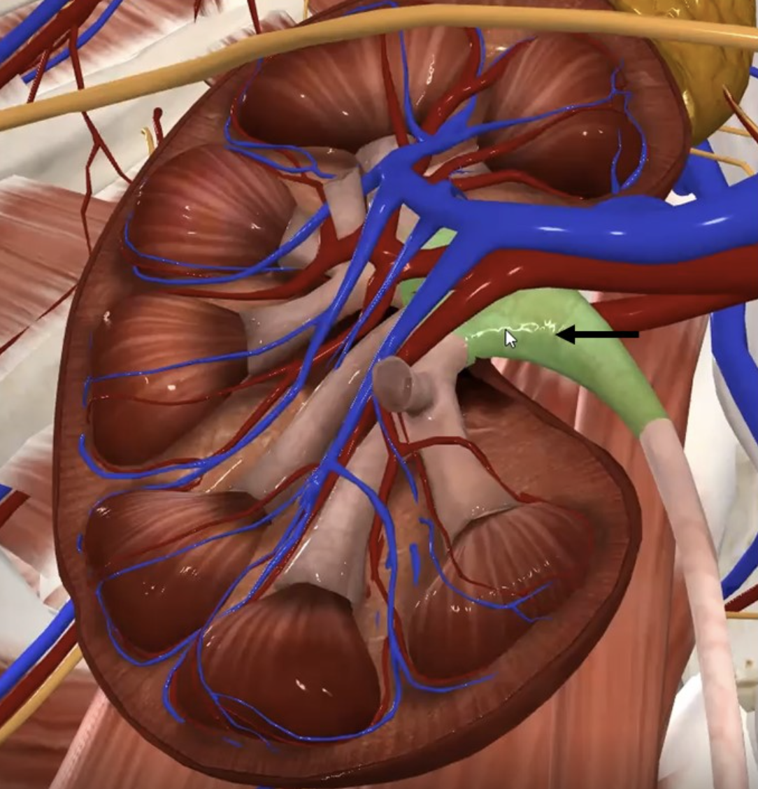 Renal Pelvis הוא האגן בו מצטבר שתן בכליה לפני צאתו אל השופכן