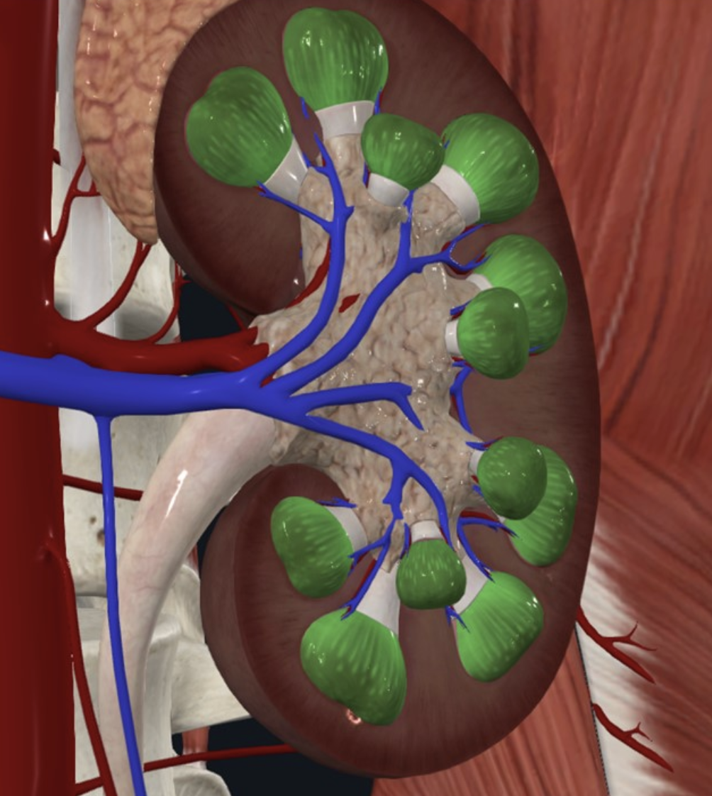 Renal pyramids מהוות את מרבית ה־Medulla של הכליה; מכילות את ה־Collecting ducts