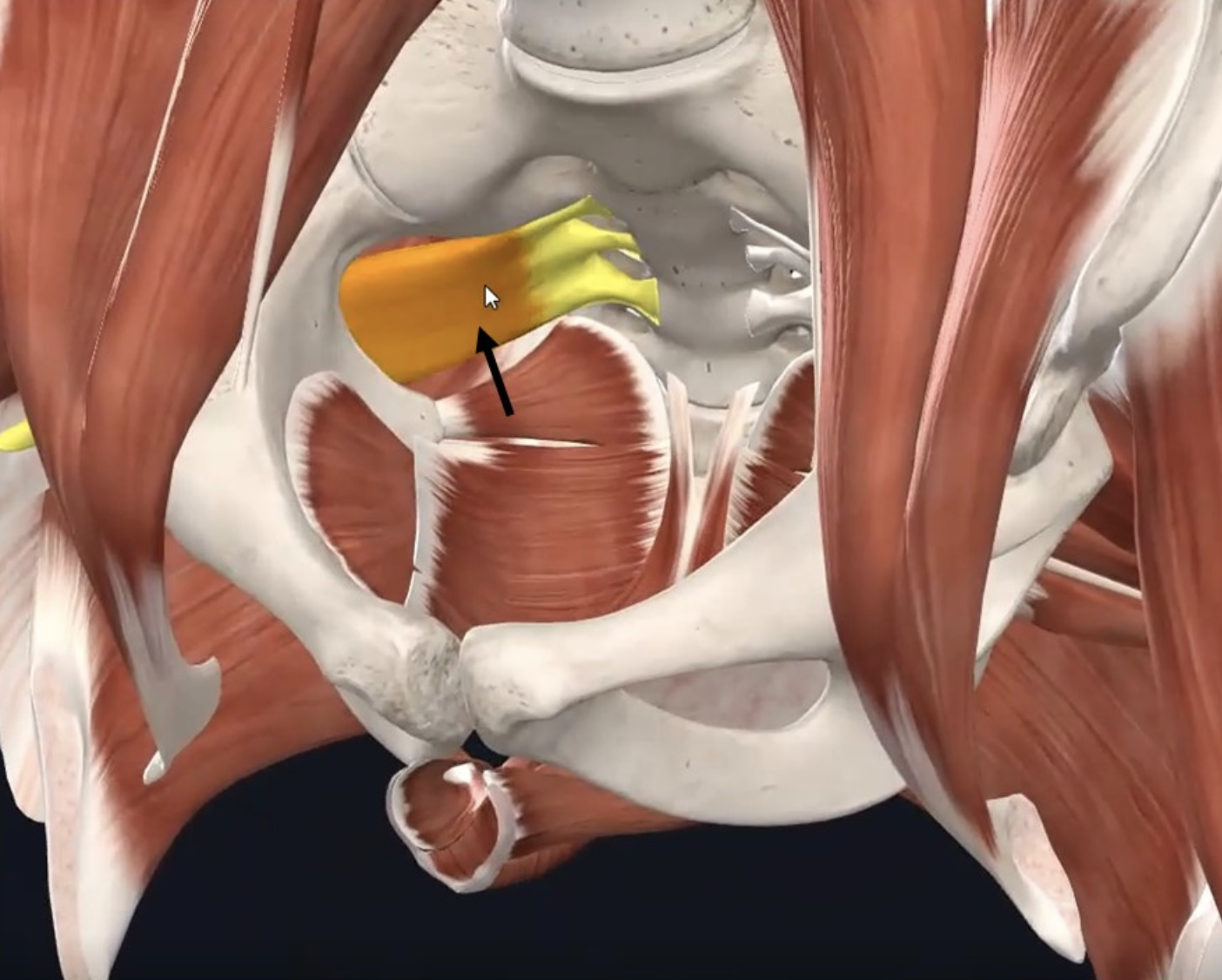 Piriformis - מבט אנטריורי