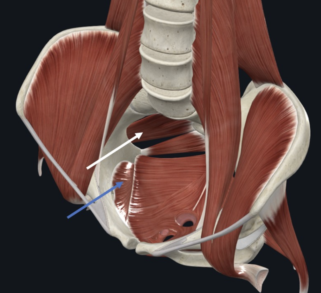 Obturator internus (חץ כחול), סוגר על ה־Obturator Foramen של עצמות העגן מצידו המדיאלי