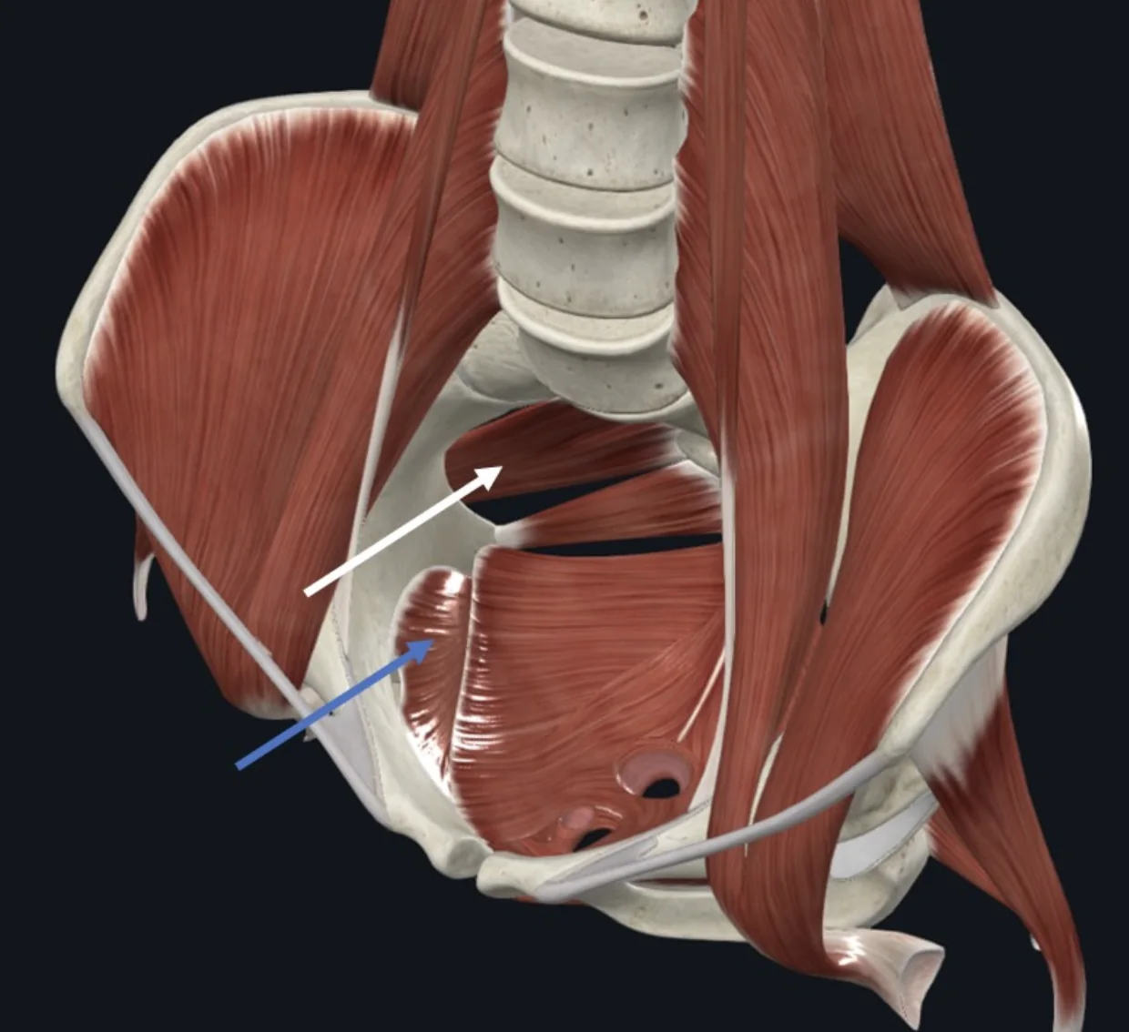 Obturator internus (חץ כחול), סוגר על ה־Obturator Foramen של עצמות העגן מצידו המדיאלי