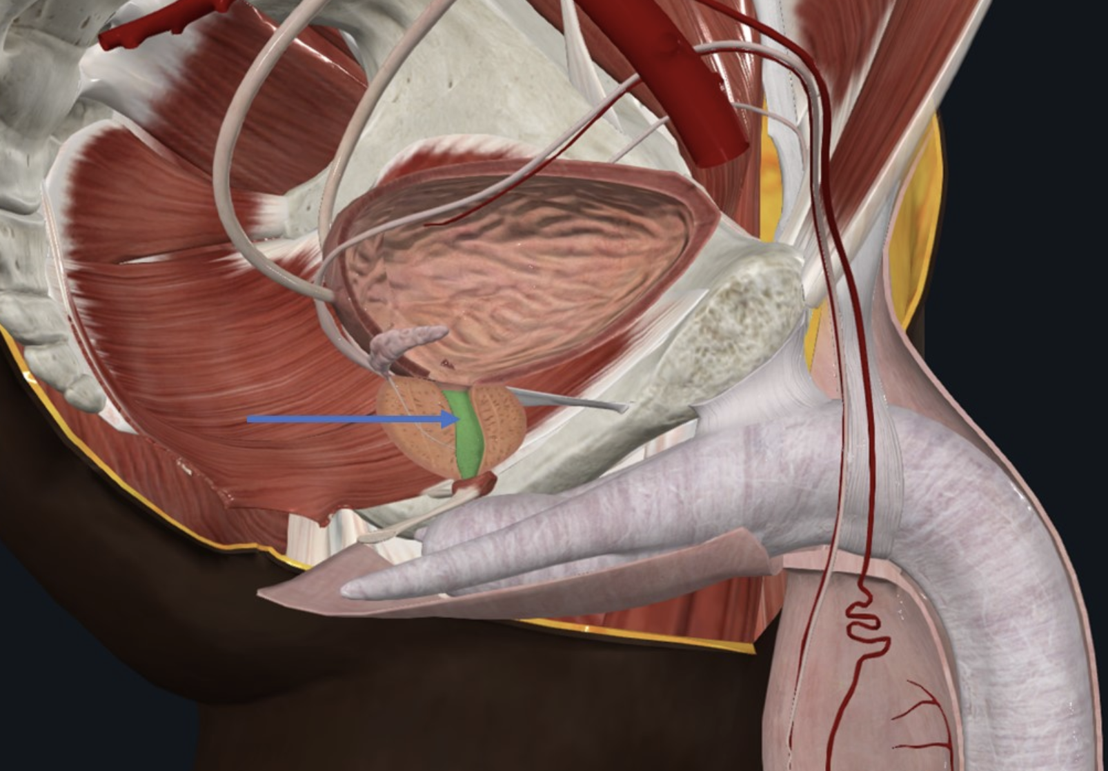 Prostatic Urethra - חלקה הפרוקסימלי של השופכה הזכרית, חולף בתוך בלוטת הפרוסטטה