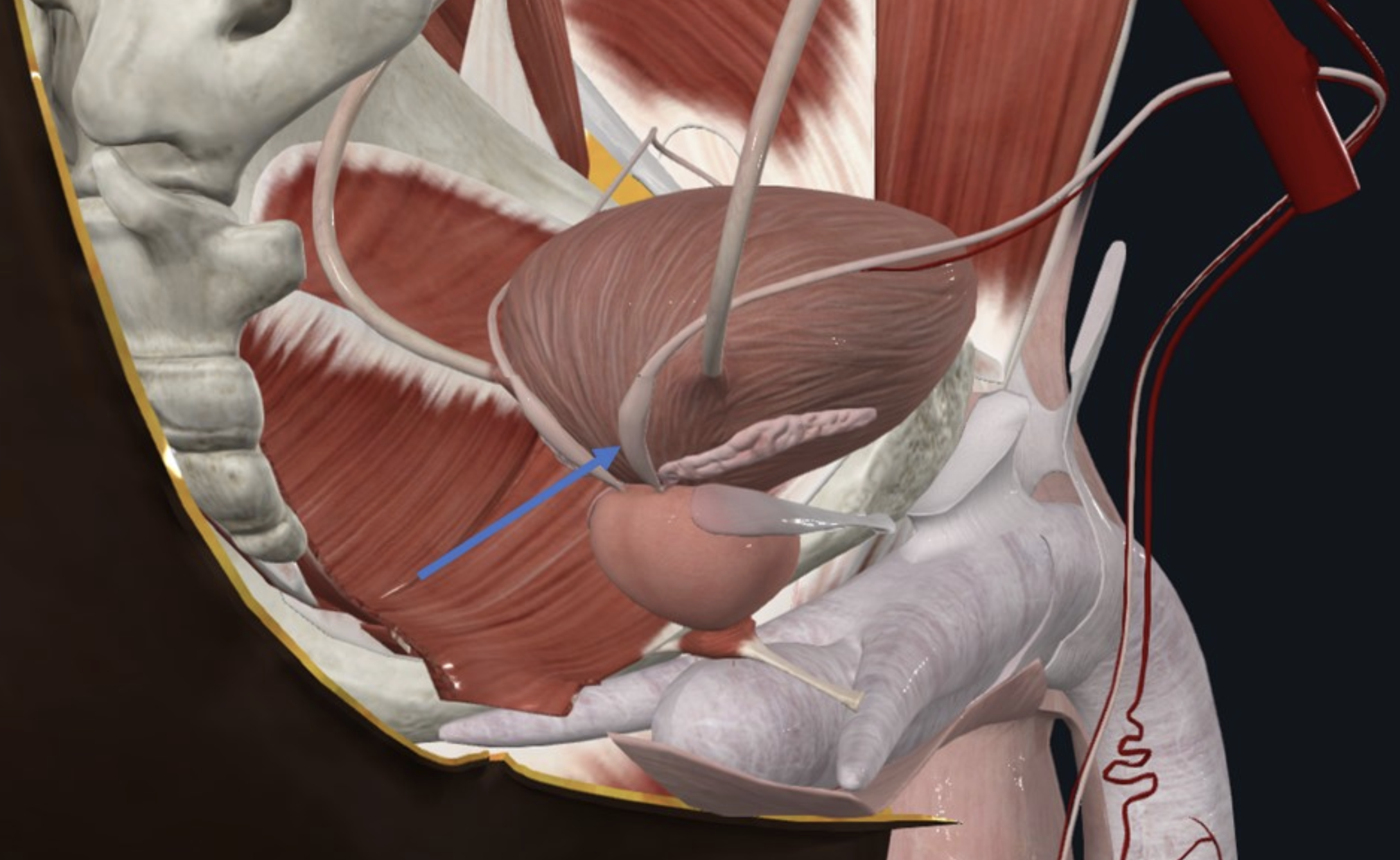 Ampulla of vas deferens - התרחבות צינור הזרע סמוך לאזור הכניסה שלו לפרוסטטה
