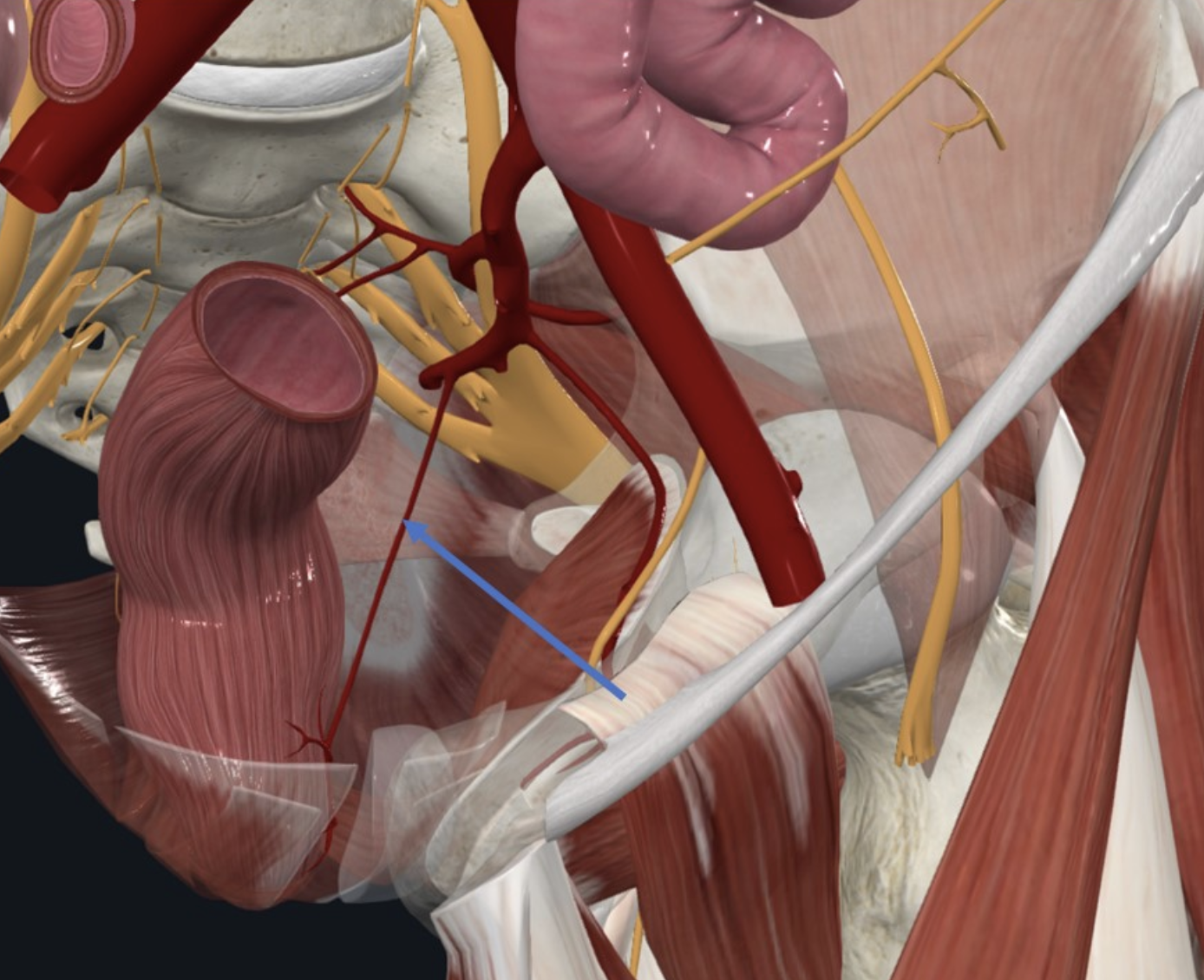 Middle Rectal Artery - יוצא מה־Anterior division of internal iliac artery ומספק את ה־Rectum