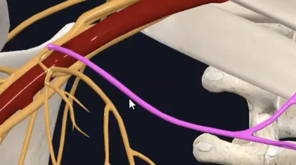 Lateral pectoral nerve