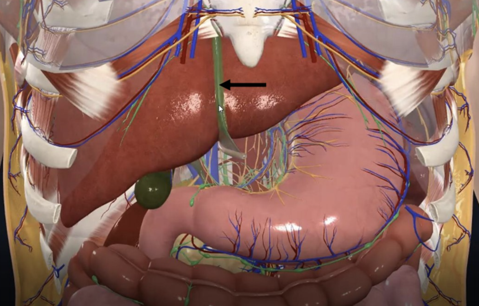 Falciform Ligament