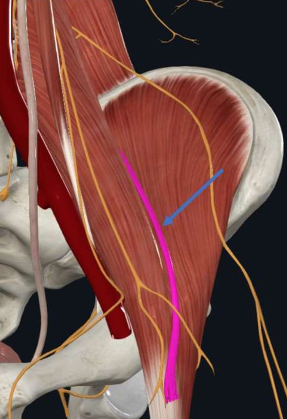 Femoral Nerve