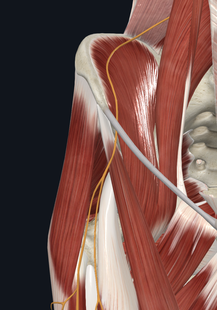 Lateral Femoral Cutaneous Nerve