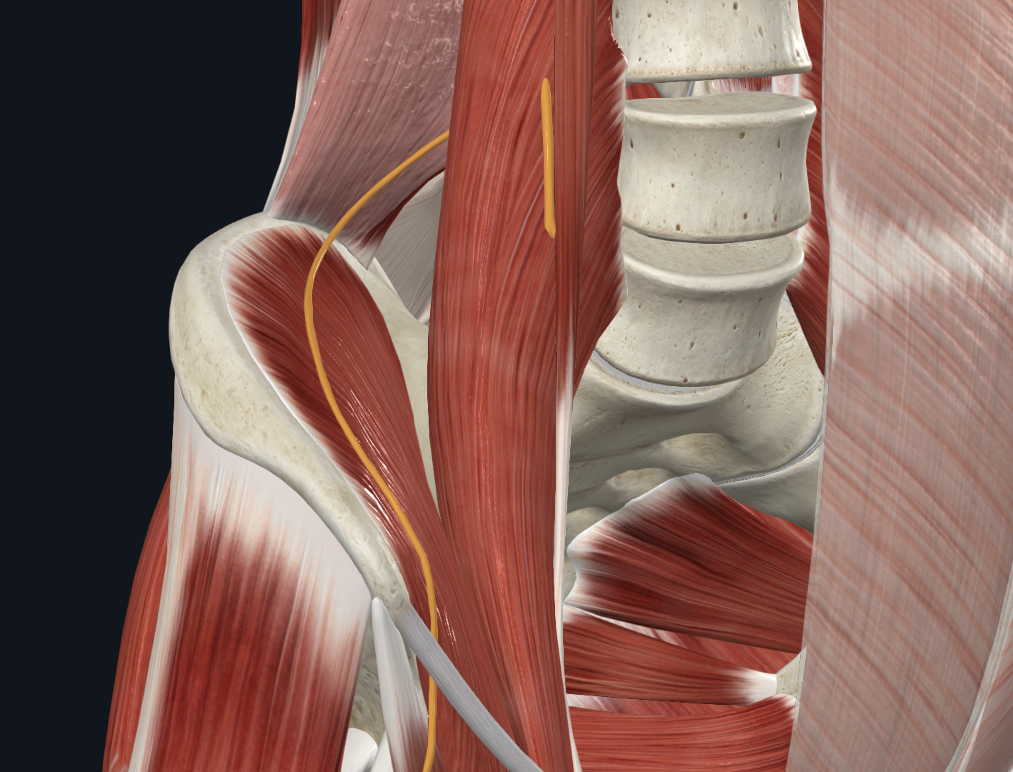Genitofemoral Nerve