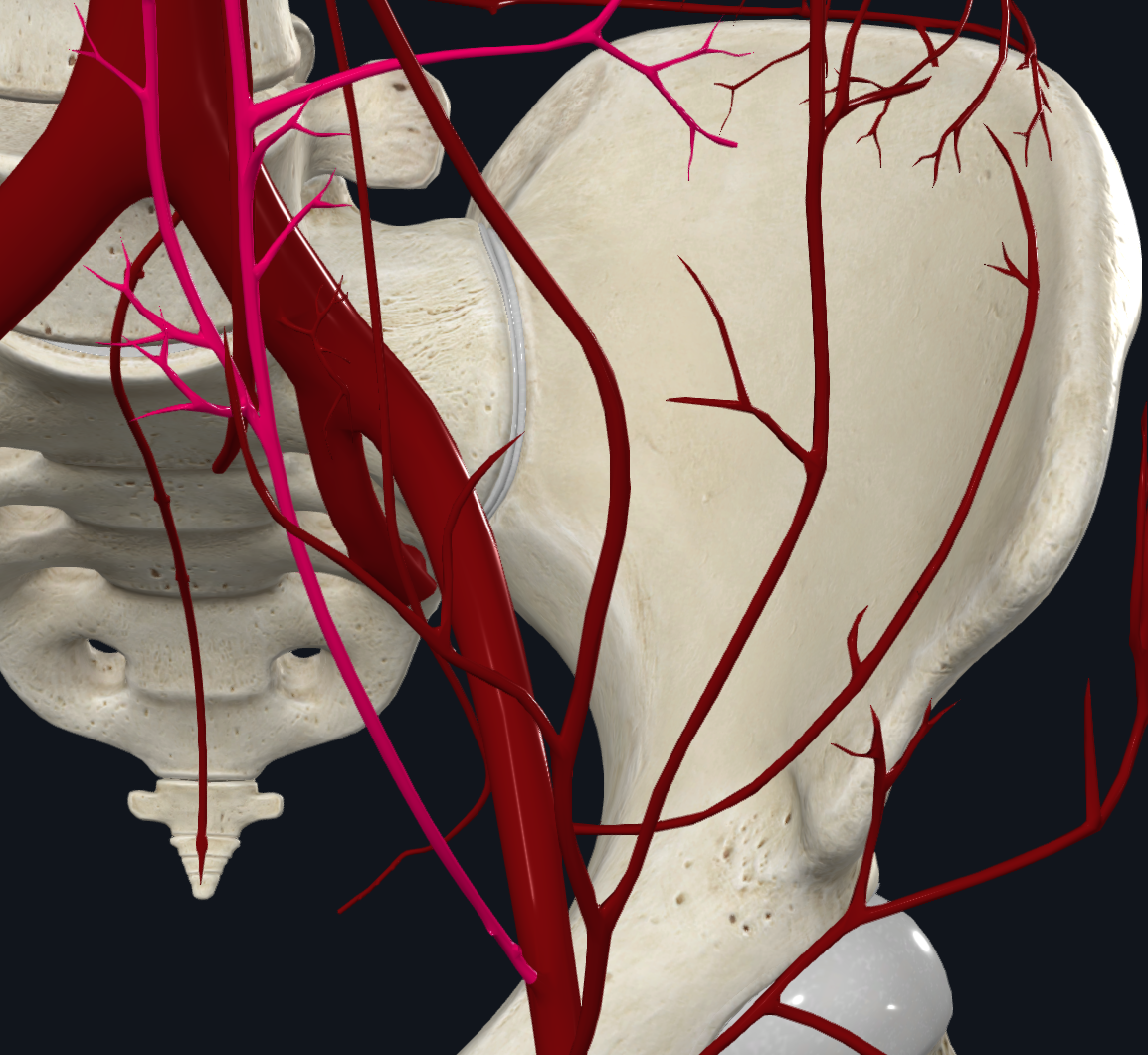 Inferior Epigastric Artery