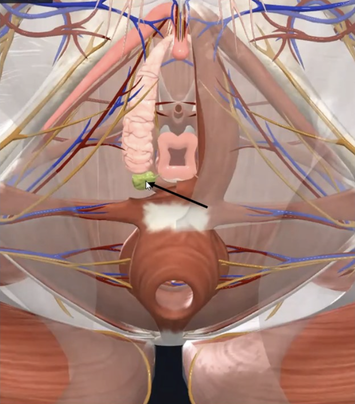 Greater Vestibular Gland