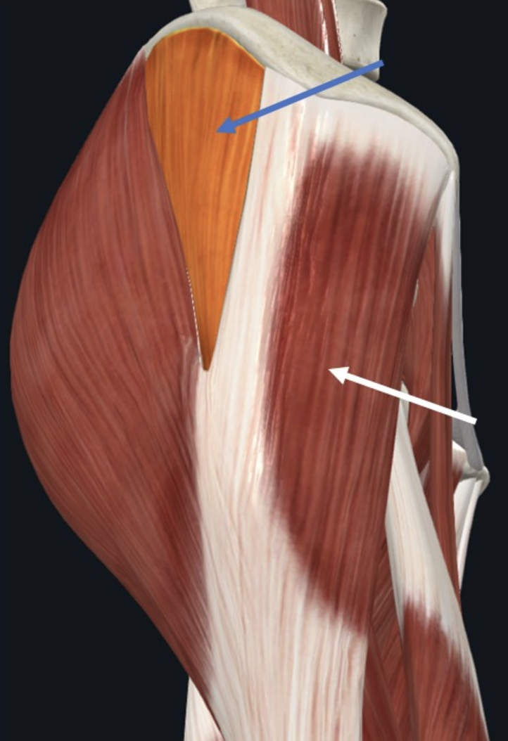 Gluteus medius (חץ כחול), ו־Tensor fasciae latae (חץ לבן)
