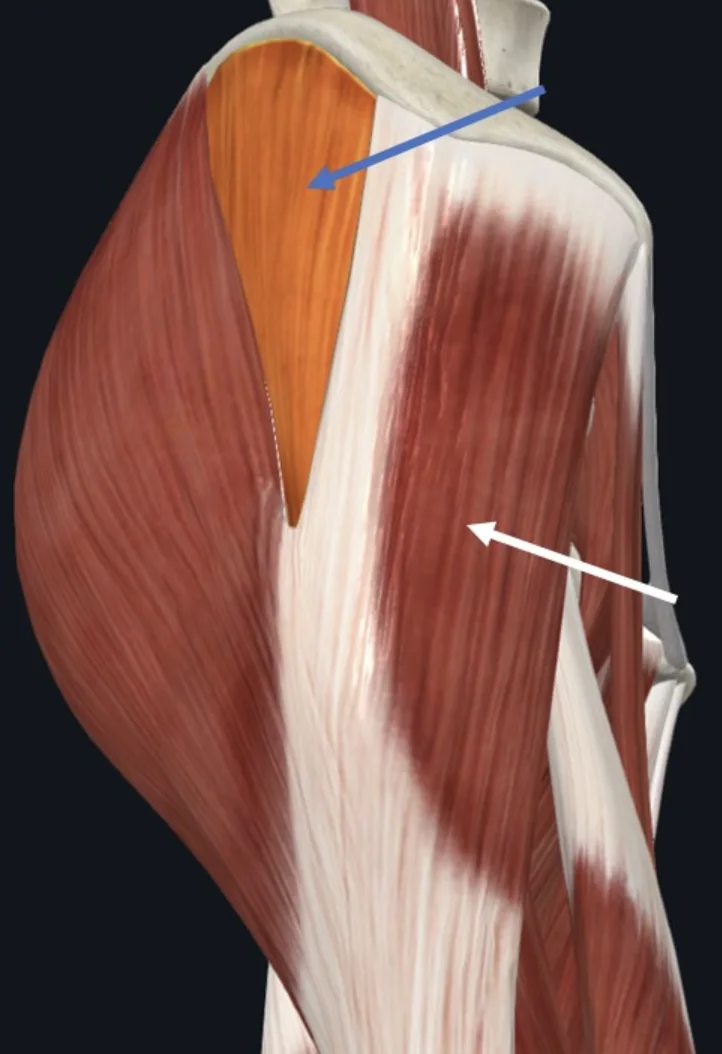 Gluteus medius (חץ כחול), ו־Tensor fasciae latae (חץ לבן)