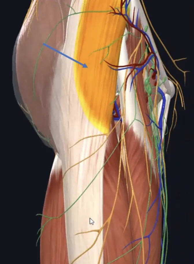 Tensor fasciae latae, נאחז פרוקסימלית לטרלית ל־ASIS בעצם ה־Ilium ודיסטלית ב־Ilio-tibial truct