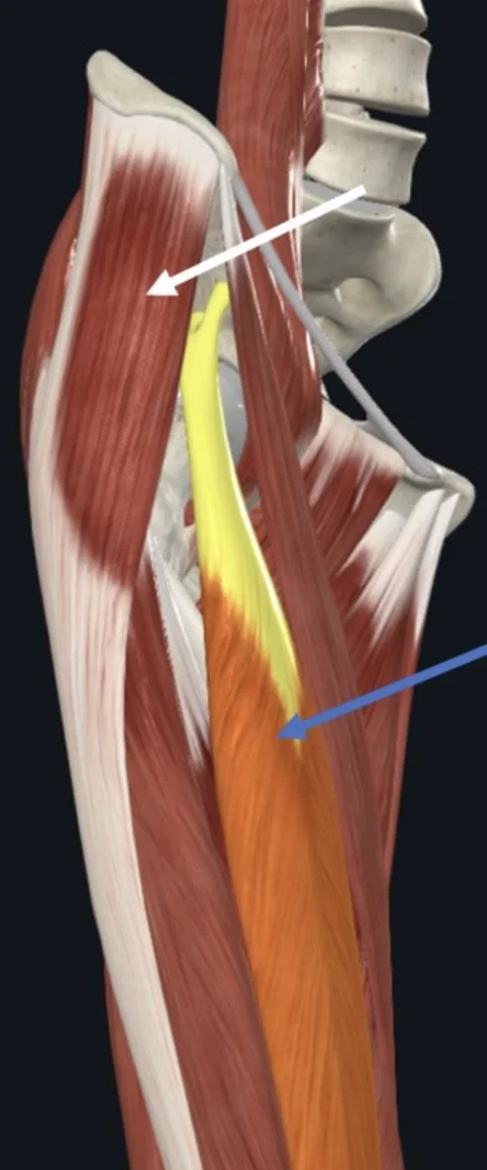 Rectus Femoris (חץ כחול)