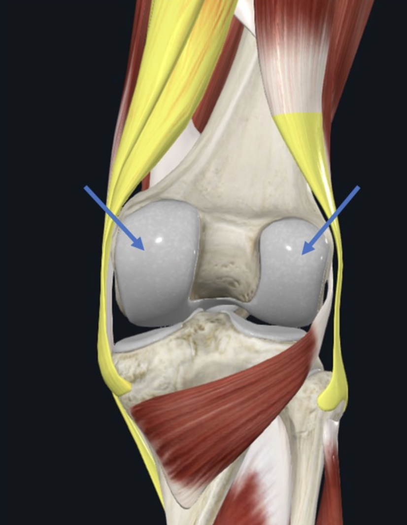 Femoral Condyles, מימן אחיזת ה־Biceps femoris בראש עצם הפיבולה; משמאל, אחיזה ה־Semimembranosus and Semitendinosus בעצם הטיביה