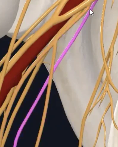 Medial brachial