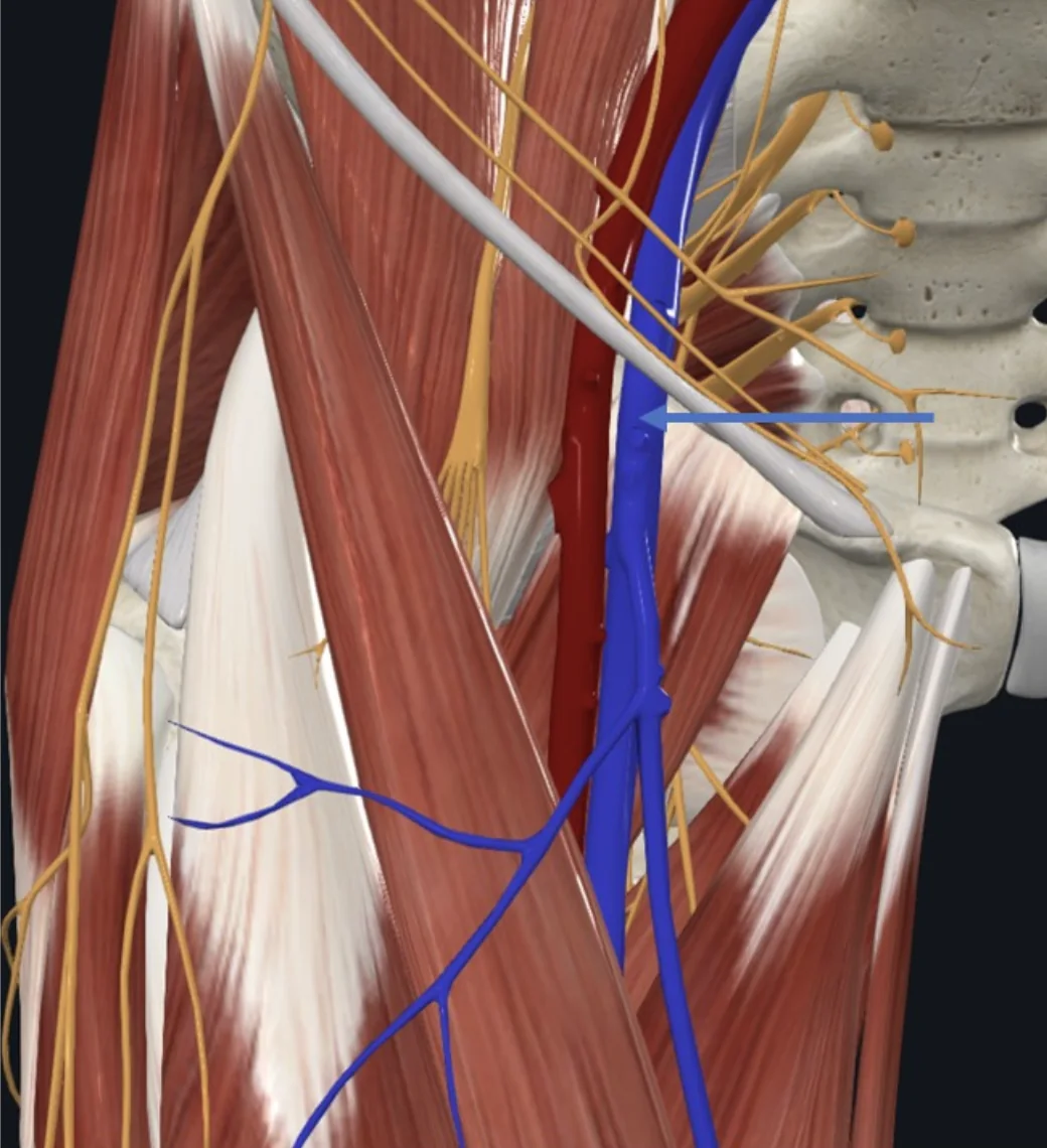 Femoral vein