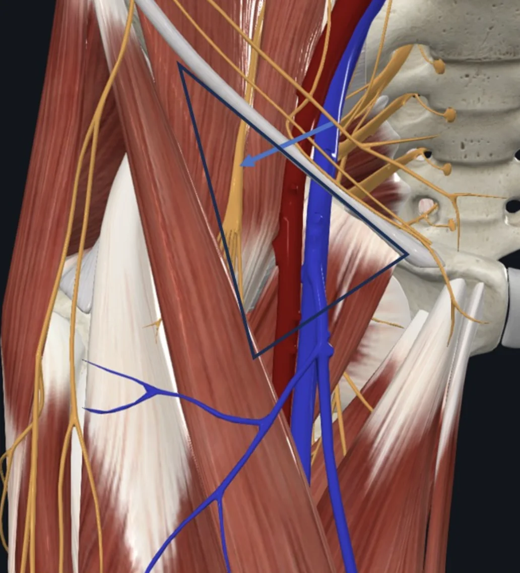 Femoral Nerve