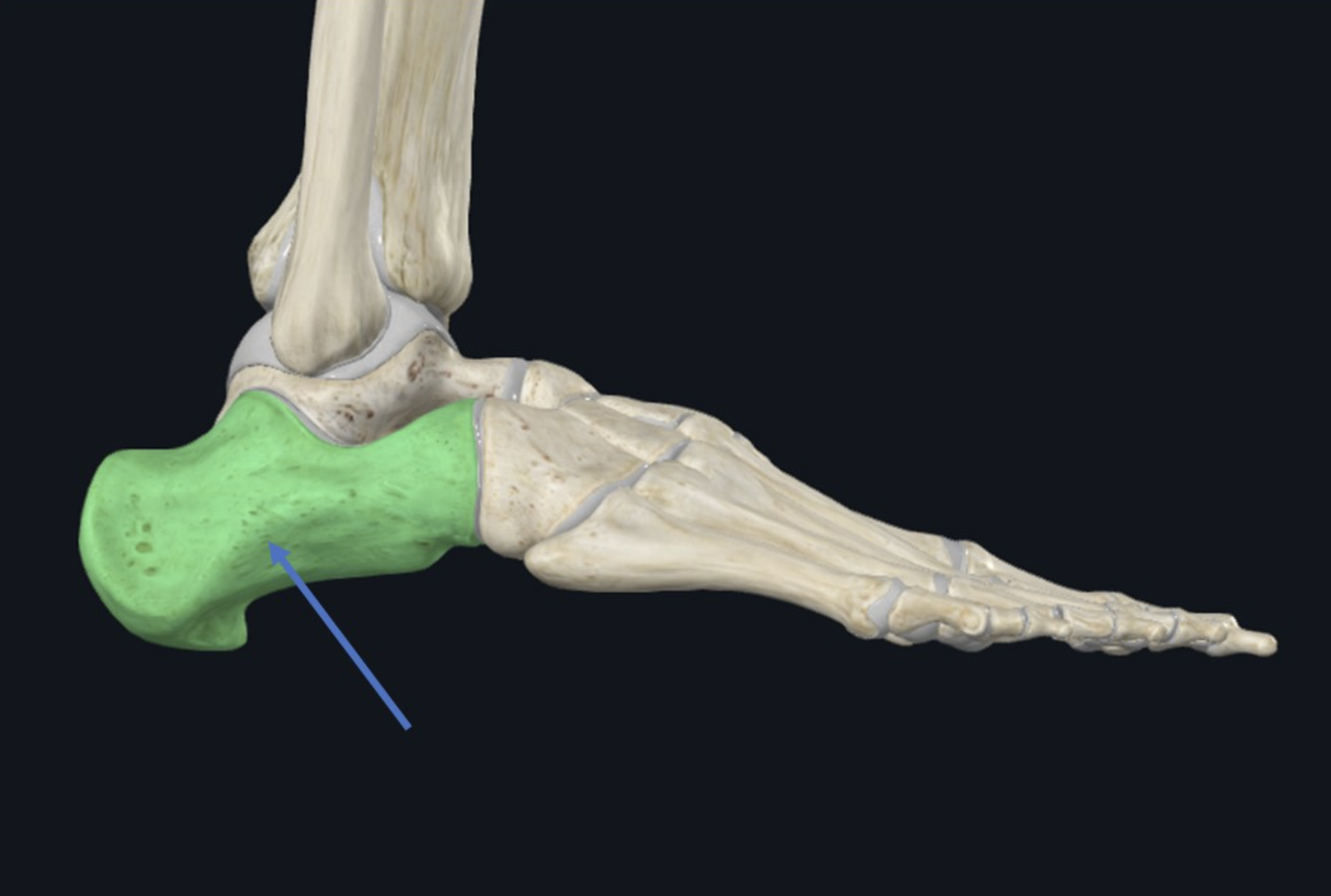 Calcaneus