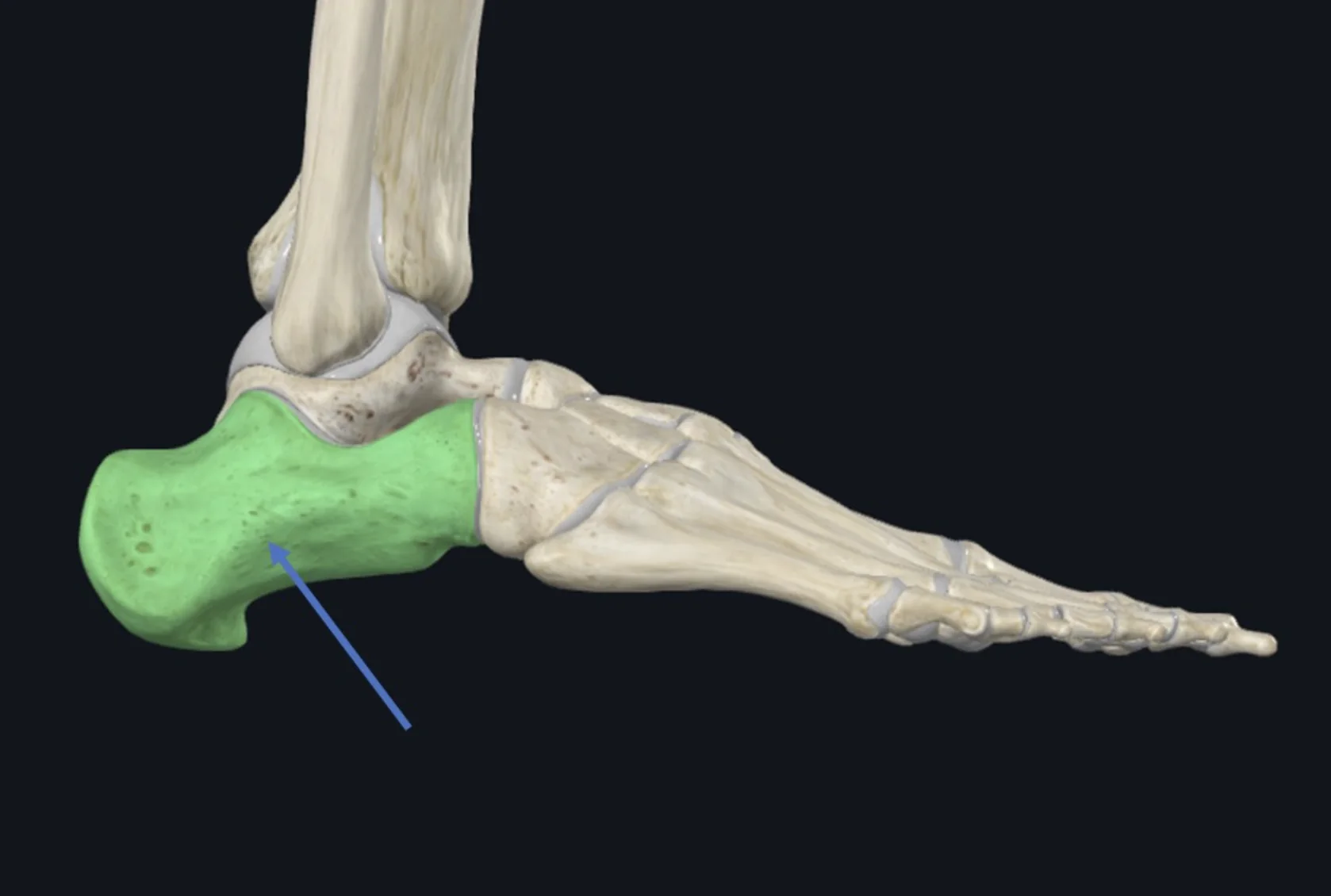 Calcaneus