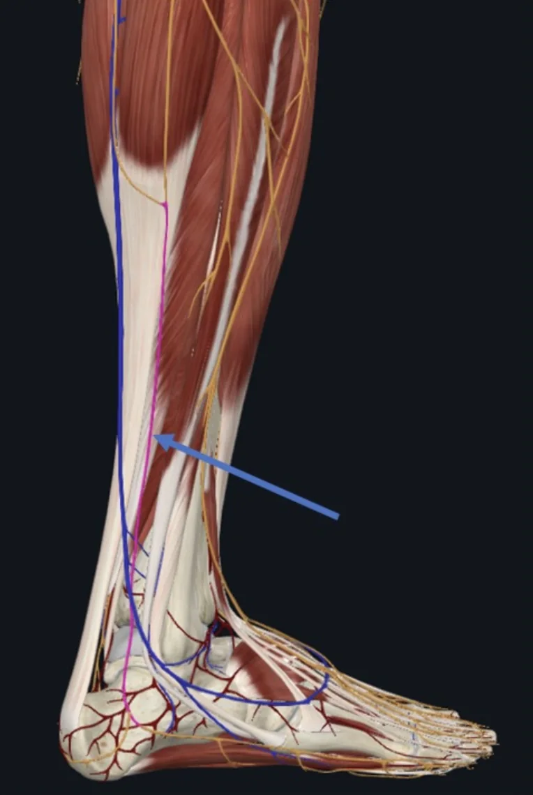 Sural Nerve, סנסורי שמקורו ב־Tibial nוב־Common fibular nerve, חולף בצמידות ל־Small saphenous vein שטחית למדור הפוסטריורי של השוק