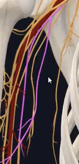 Medial antebrachial
