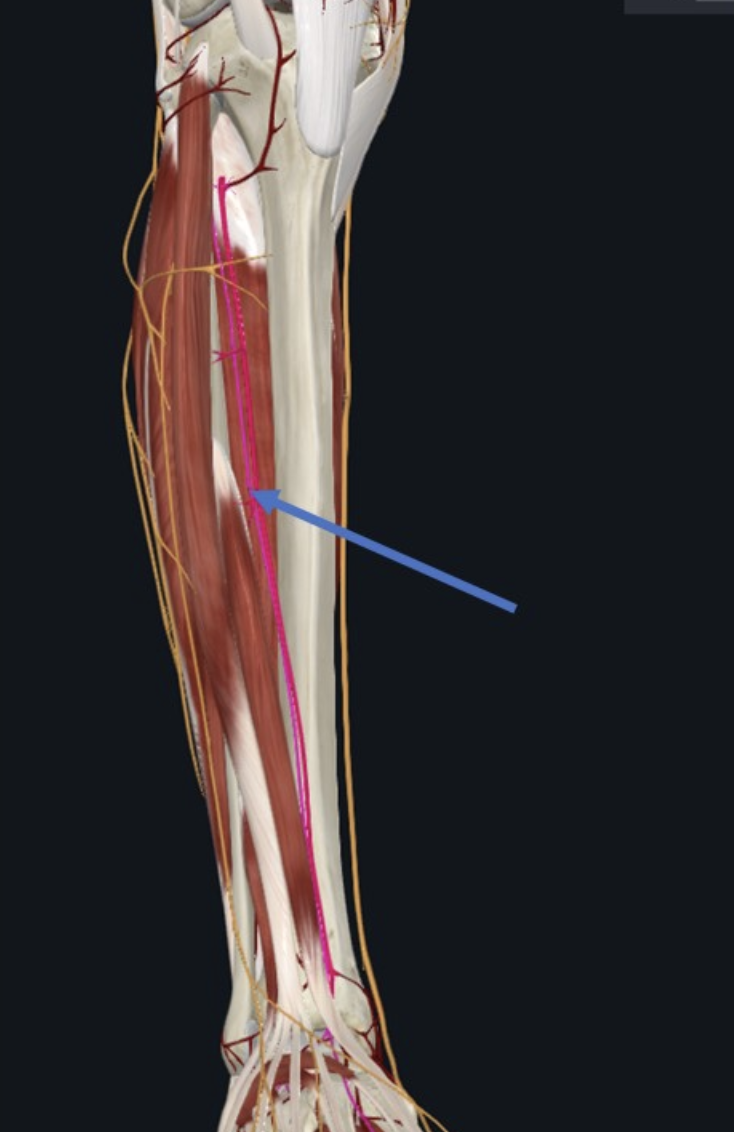 Deep Fibular Nerve, מקור העצב הוא ב־ common fibular n. העצב מתלווה במסלולו לאורך השוק האנטריורי אל כלי הדם על גבי ה־Interosseous membrane, עמוק לשרירי המדור האנטריורי