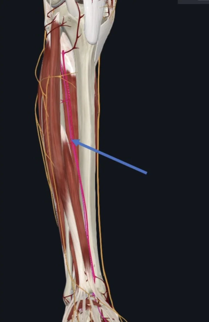 Deep Fibular Nerve, מקור העצב הוא ב־ common fibular n. העצב מתלווה במסלולו לאורך השוק האנטריורי אל כלי הדם על גבי ה־Interosseous membrane, עמוק לשרירי המדור האנטריורי