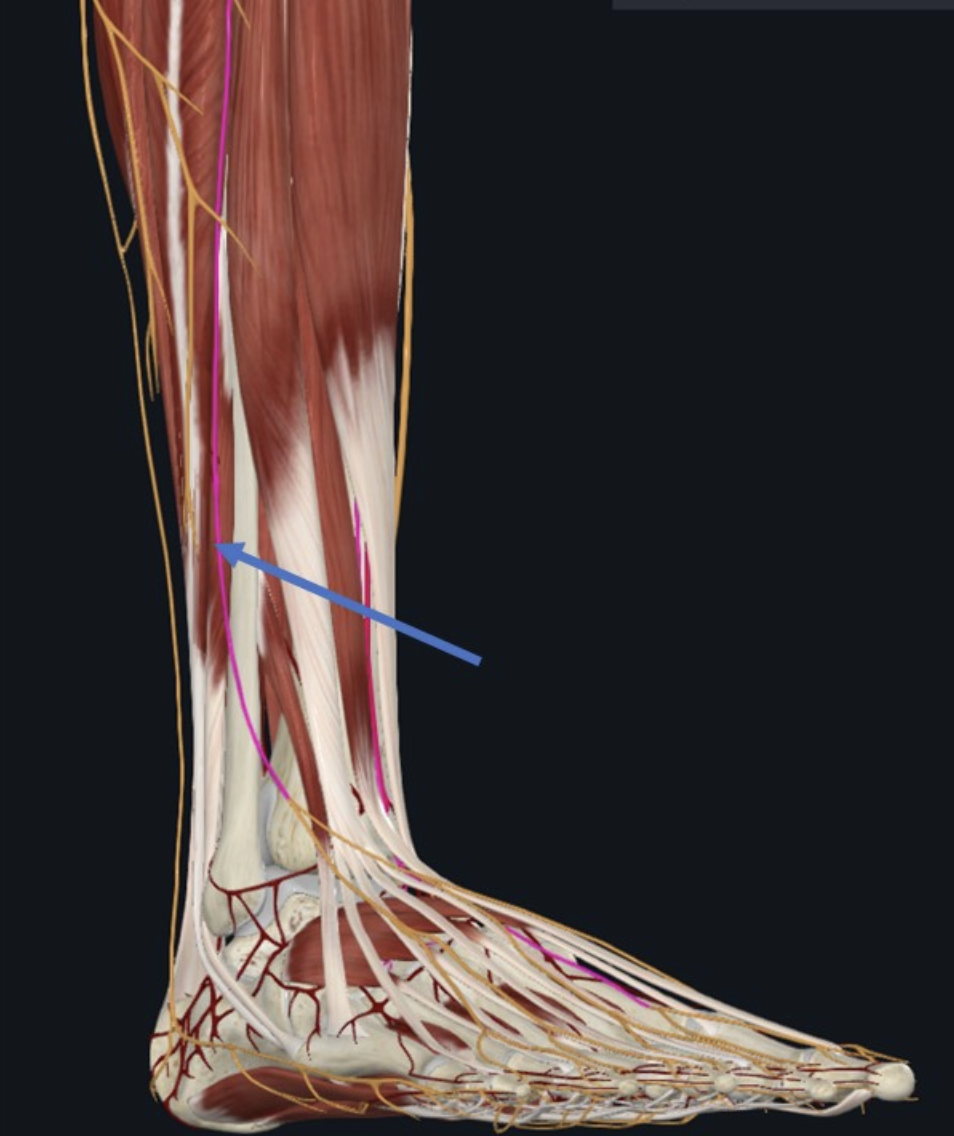 Superficial fibular nerve