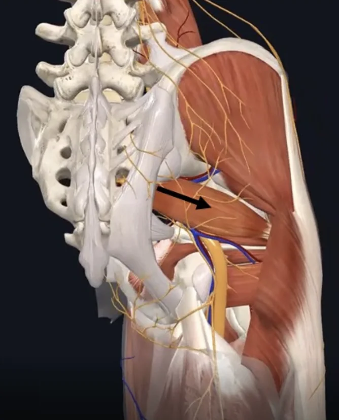 Piriformis, אחד משרירי קבוצת המסובבים החיצוניים של הירך. נאחז פרוקסימלית בחלקה האנטריורי של עצם ה־Sacrum ודיסטלית באזור ה־Greater trochanter של ה־Femur