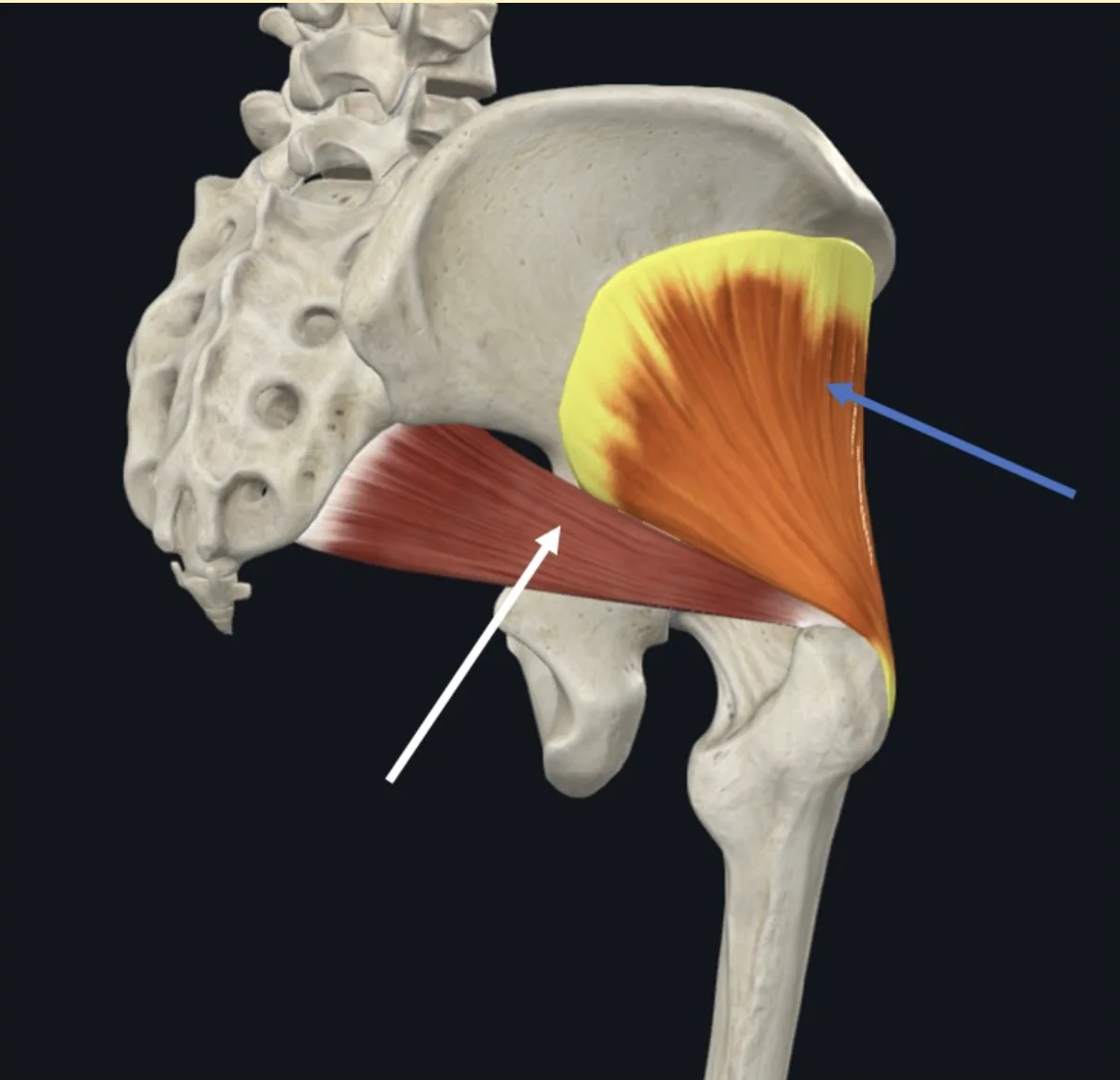 Gluteus minimus (חץ כחול), מבצע Abduction בירך, ו־Piriformis (חץ לבן)