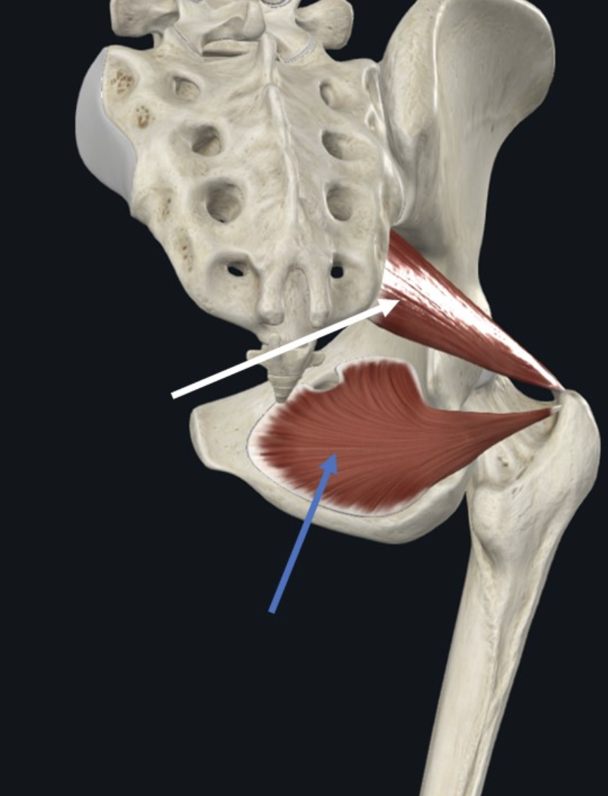 Obturator Internus (חץ כחול), משתייך גם הוא לקבוצת המסובבים החיצוניים של הירך