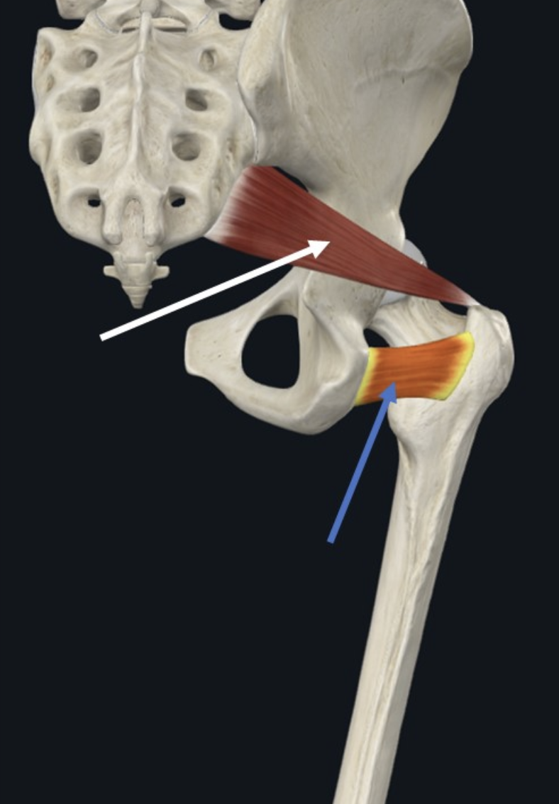 Quadrate Femoris (חץ כחול), משתייך גם הוא לקבוצת המסובבים החיצוניים של הירך