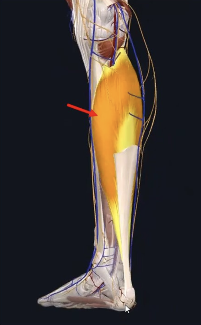 Soleus משתייך למדור הפוסטריורי השטחי בשוק, מבצע תנועת Plantar flexion בקרסול