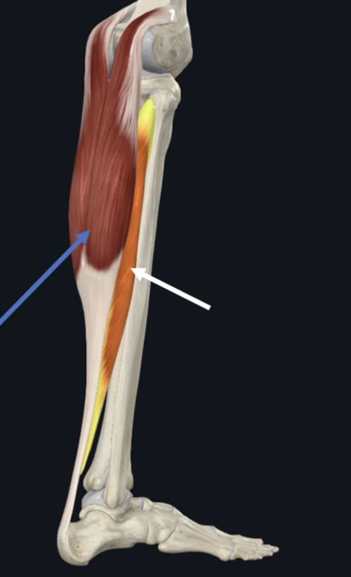 Gastrocnemius (חץ כחול), משתייך גם הוא למדור הפוסטריורי השטחי בשוק ומתחבר כמו שריר ה־Soleus לגיד אכילס. השריר שטחי יותר מה־Soleus ועובר את מפרק הברך כך שהוא שותף גם בתנועות הברך בנוסף לקרסול