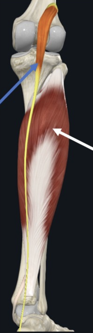 Plantaris (חץ כחול)