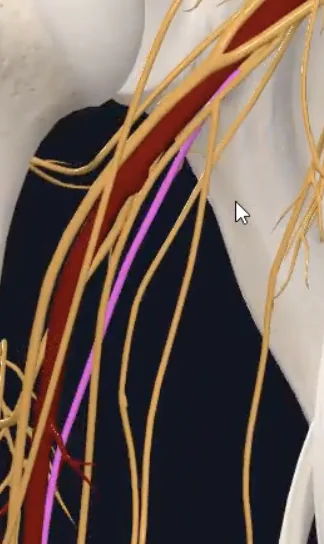 Ulnar nerve