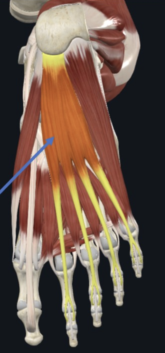 Flexor Digitorum Brevis