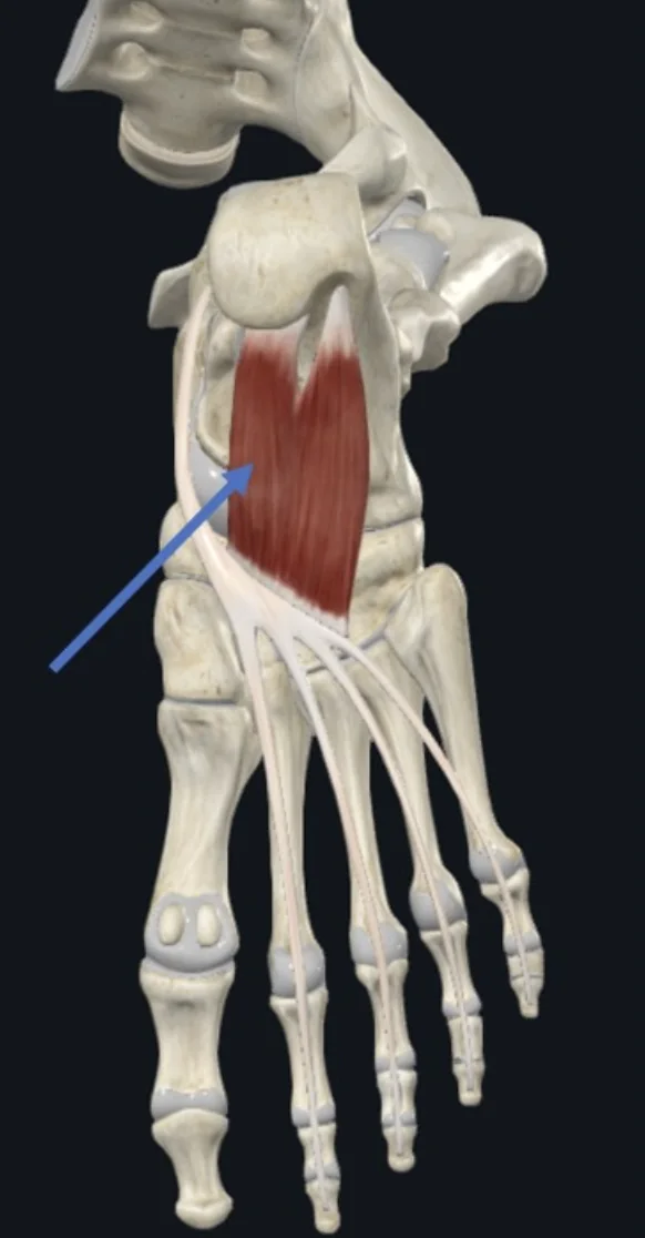Quadratus Plantae, משתייך לשכבת השרירים השנייה בכף הרגל, עמוק לשכבה השטחית, אנטריורית לו ניתן לראות את הגיד של Flexor digitorum longus המהווה את נקודת האחיזה הדיסטלית של השריר