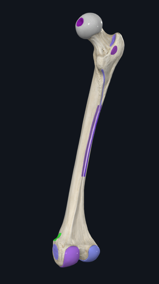 Adductor Tubercle
