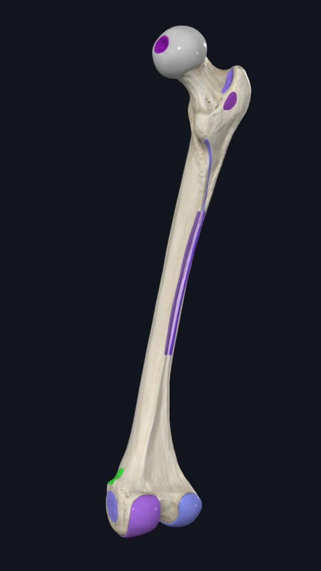 Adductor Tubercle